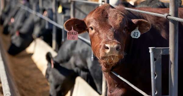 Diario HOY | Productores de carne denuncian que pequeño grupo controla casi toda la faena