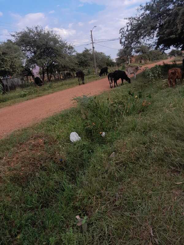 Problema persistente de animales sueltos en Santa María