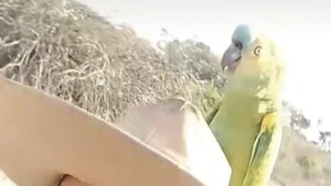 Lorenzo, el loro tiktokero que sabe hablar en guaraní y es un exitazo