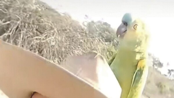 Lorenzo, el loro tiktokero que sabe hablar en guaraní y es un exitazo