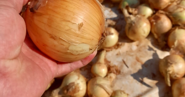 La Nación / Expondrán lo último en innovación en feria hortícola