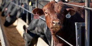 Productores de carne denuncian que pequeño grupo controla casi toda la faena