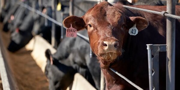 Productores de carne denuncian que pequeño grupo controla casi toda la faena