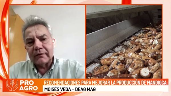 Recomendaciones para mejorar la producción de mandioca - Megacadena - Diario Digital