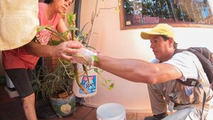 Esyryry ñati'ũ: Más barrios de Asunción se suman a minga contra mosquitos transmisores