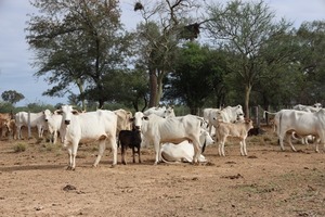 Ganaderos reclaman por los bajos precios de la carne a los frigoríficos