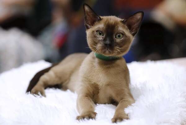 Cinco cosas que tenés que saber de los gatos si nunca tuviste uno y estás considerando adoptar - Mascotas - ABC Color