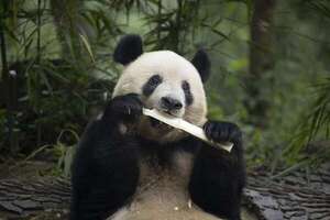 La Babel de los pandas - Mundo - ABC Color