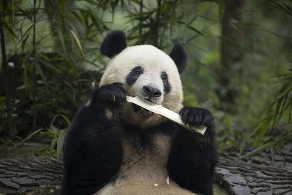 La Babel de los pandas - Mundo - ABC Color