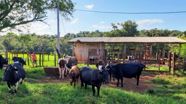 Abigeato Loreto: Una vaca lechera fue faenada clandestinamente