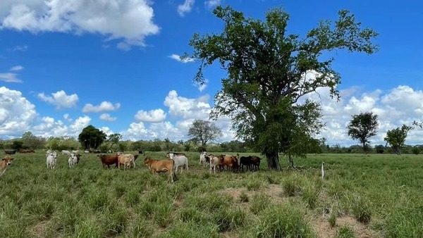 Mades suscribe acuerdo de cooperación para producción ganadera sostenible en el Chaco - ADN Digital