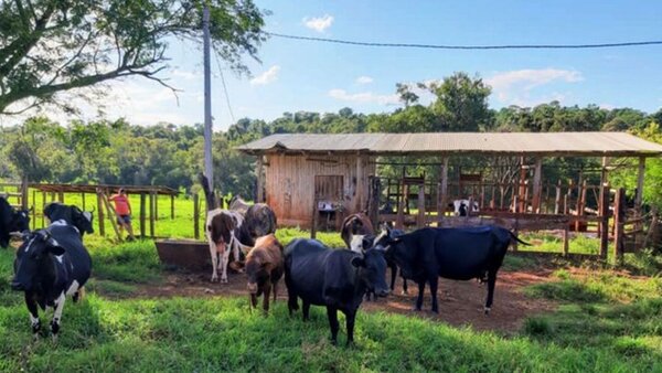 Abigeato en Loreto: Una vaca lechera fue faenada clandestinamente