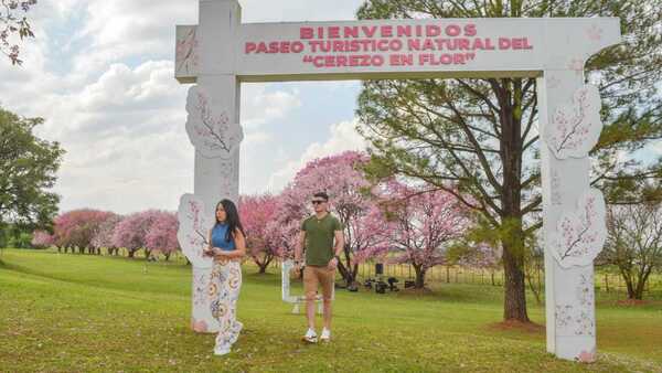 Habilitan el colorido Paseo Natural del Cerezo en Flor, un rincón de Japón en Itapúa