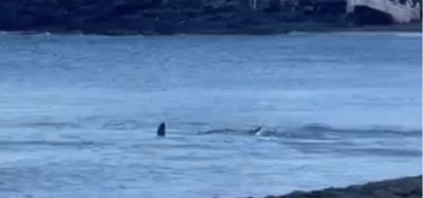 (VIDEO). Un tiburón apareció en la costa de una playa de Gran Canaria España