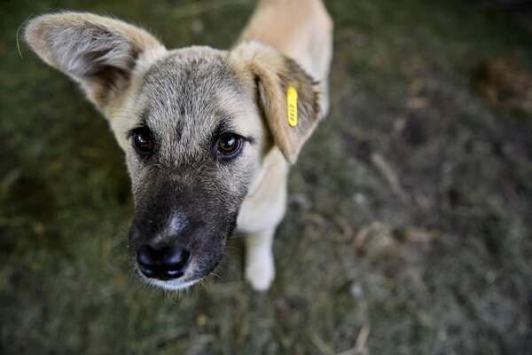 Esta es la ciudad que te paga 50 euros al mes por adoptar perros callejeros - Mascotas - ABC Color