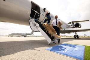 “Air Ladrido”, una aerolínea de lujo para perros muy, muy vip - Mundo - ABC Color