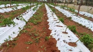 Familias y productores agrícolas afectados por fuerte temporal en Misiones