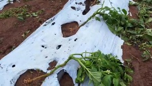 Temporal en Misiones deja graves daños a familias y productores agrícolas - ADN Digital