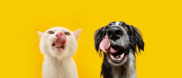 En los días de lluvia ¿tienen más hambre mis mascotas? - Mascotas - ABC Color