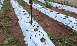 Por el fuerte temporal varias familias y productores afectados - OviedoPress