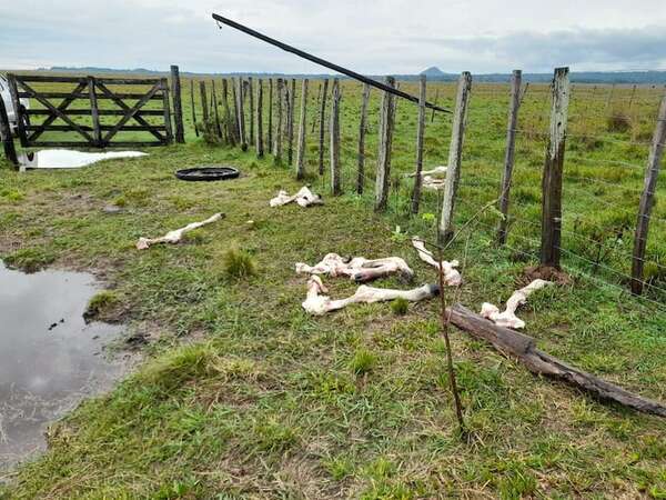 Denuncian desaparición de 31 vacunos de estancia de Caapucú y faenamiento de tres animales en Quiindy - Nacionales - ABC Color