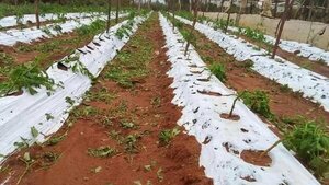 Familias y productores agrícolas afectados por fuerte temporal en Misiones