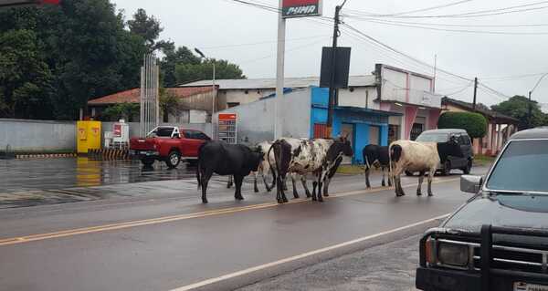 Alarmante la cantidad vacunos sueltos en vía pública de San José de los Arroyos - Noticiero Paraguay