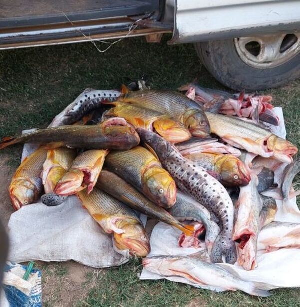 Incautan pescados que no cumplían con medida reglamentaria
