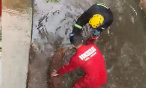 Los bomberos rojos de Coronel Oviedo rescatan a un perro de un profundo canal de agua - OviedoPress
