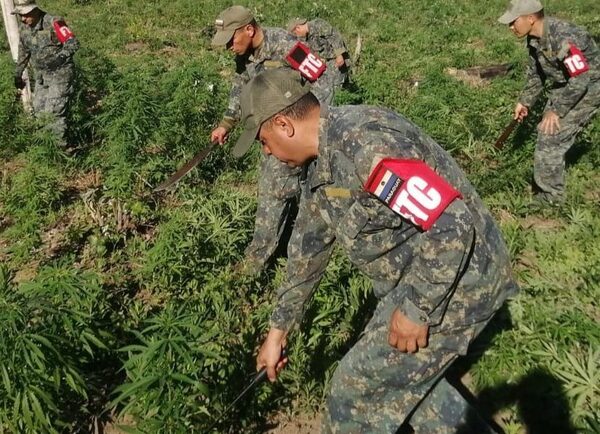 Concluye operación CUT-4 con eliminación de 88 toneladas de marihuana en Amambay
