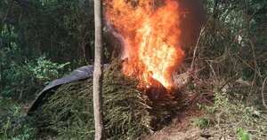 Diario HOY | Eliminan 88 toneladas de marihuana en Amambay