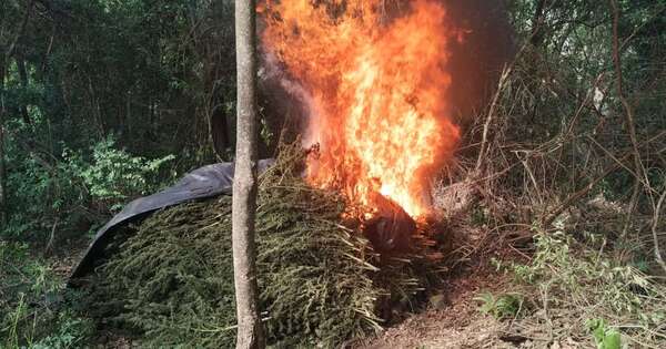 Diario HOY | Eliminan 88 toneladas de marihuana en Amambay