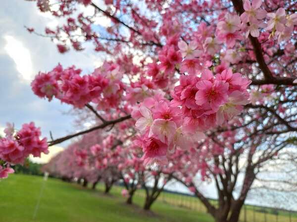 Sakura: La belleza de los cerezos en flor estalla en La Paz y espera a los visitantes - Viajes - ABC Color