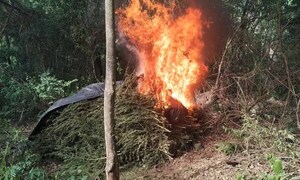Eliminan 88 toneladas de marihuana en Amambay – Prensa 5