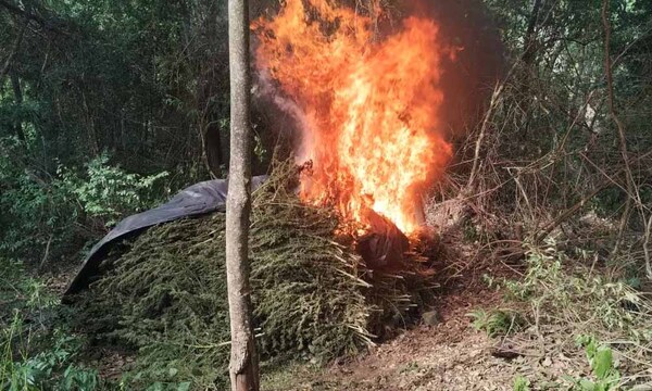 Eliminan 88 toneladas de marihuana en Amambay – Prensa 5