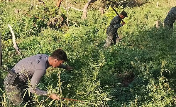 Eliminan 88 toneladas de marihuana en Amambay