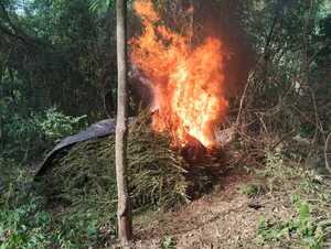 OPERACIÓN CUT-4: ELIMINAN 88 TONELADAS DE MARIHUANA EN AMAMBAY - Itapúa Noticias
