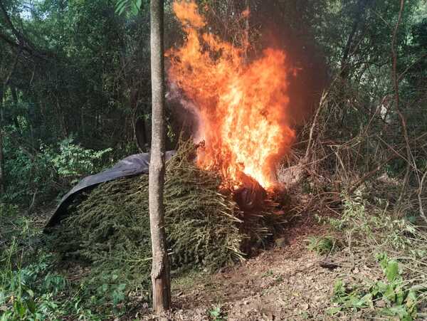 OPERACIÓN CUT-4: ELIMINAN 88 TONELADAS DE MARIHUANA EN AMAMBAY - Itapúa Noticias