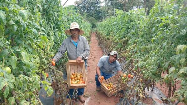 Caaguazú: contrabando y continuas lluvias afectan a productores de tomate - Nacionales - ABC Color