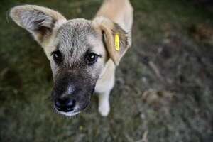 Las garrapatas succionan sangre del animal  - Mascotas - ABC Color