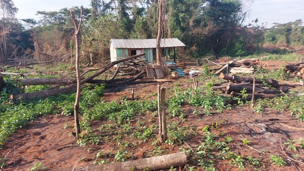 Invaden propiedad en General Resquín y deforestan el lugar