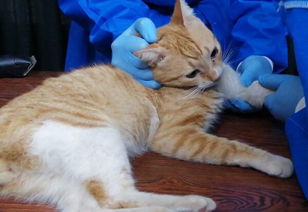 Realizarán jornada de castración a 100 gatitos en Luque
