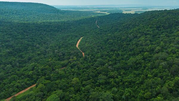 Ecosistema arbóreo de Paraguay: existen casi 200 especies nativas, una joya para la biodiversidad del país