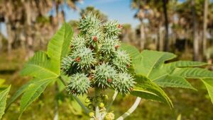 Resurge el tártago con nueva variedad: innovación paraguaya para ofrecer una alternativa a pequeños productores
