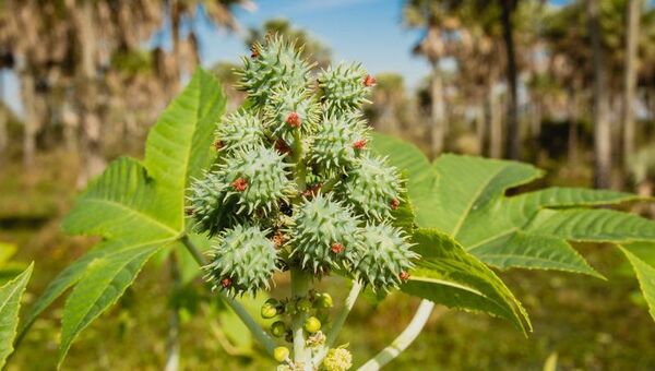 Resurge el tártago con nueva variedad: innovación paraguaya para ofrecer una alternativa a pequeños productores