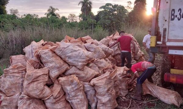 Campesinos de Mbaracayú vendieron 20.000 kilos de mandioca a una planta industrial de San Pedro – Diario TNPRESS