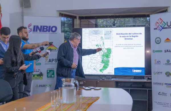Área de siembra de soja disminuyó, pero aumentaron el maíz y arroz con riego