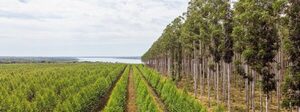 Paraguay genera más de USD 100 millones y 5.000 empleos a través de la industria forestal - MarketData