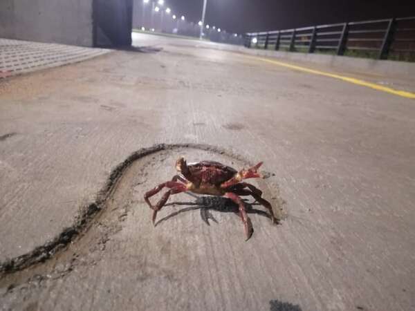 Video: captan migración de cangrejos rojos en la nueva Costanera Sur - Nacionales - ABC Color