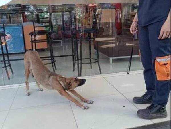 ¡Final feliz! Firulais chutada por administrador, encontró familia